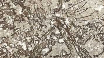 Travertin Dendriet met voeg